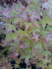 - Acer truncatum 'Baby Dragon' Dwarf Shantung Maple - Mr Maple │ Buy Japanese Maple Trees