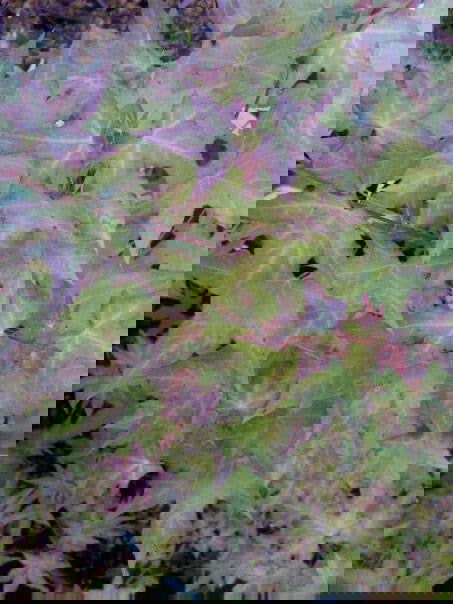 - Acer truncatum 'Baby Dragon' Dwarf Shantung Maple - Mr Maple │ Buy Japanese Maple Trees