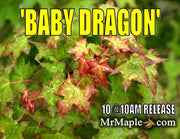 - Acer truncatum 'Baby Dragon' Dwarf Shantung Maple - Mr Maple │ Buy Japanese Maple Trees
