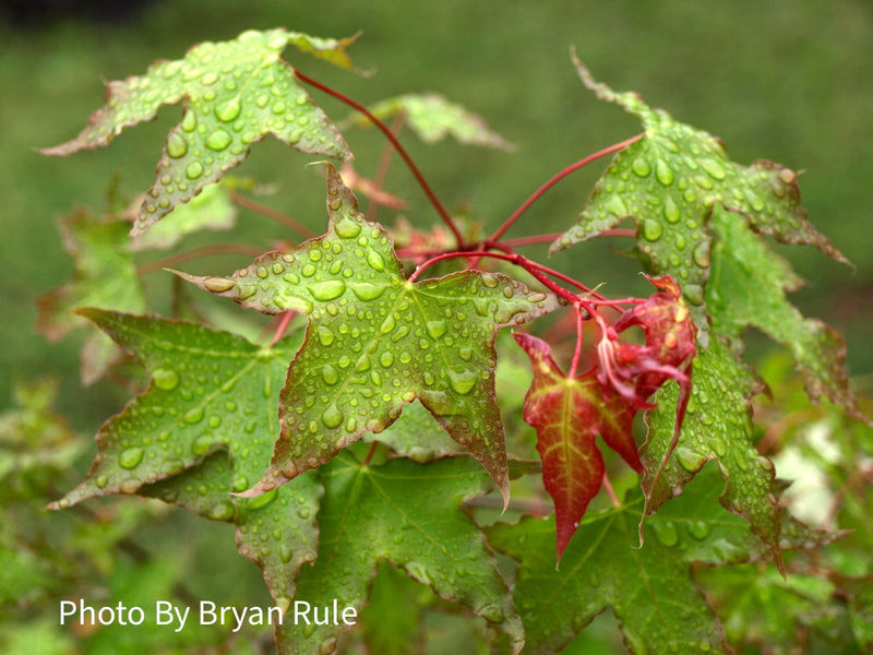 - Acer truncatum 'Baby Dragon' Dwarf Shantung Maple - Mr Maple │ Buy Japanese Maple Trees