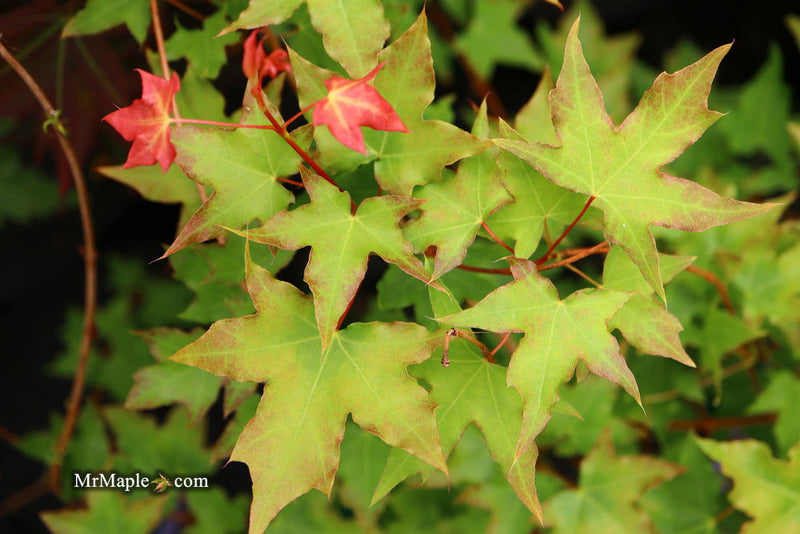 - Acer truncatum 'Baby Dragon' Dwarf Shantung Maple - Mr Maple │ Buy Japanese Maple Trees