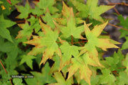 - Acer truncatum 'Baby Dragon' Dwarf Shantung Maple - Mr Maple │ Buy Japanese Maple Trees