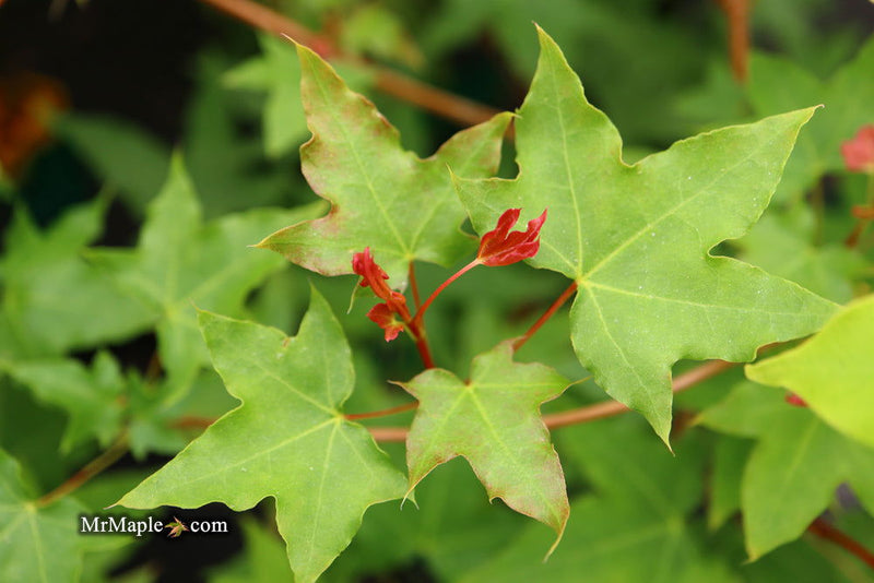 - Acer truncatum 'Baby Dragon' Dwarf Shantung Maple - Mr Maple │ Buy Japanese Maple Trees