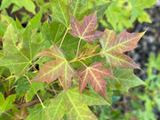- Acer truncatum 'Bride of Dragon' Dwarf Shantung Maple - Mr Maple │ Buy Japanese Maple Trees