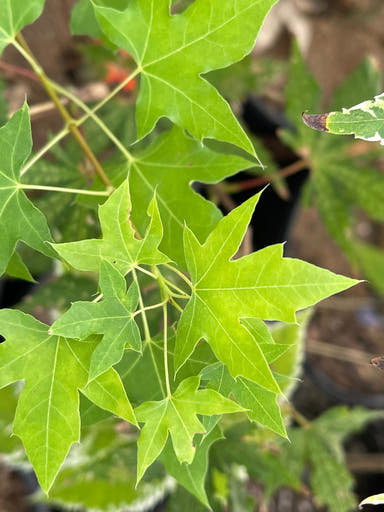 - Acer truncatum 'Bride of Dragon' Dwarf Shantung Maple - Mr Maple │ Buy Japanese Maple Trees