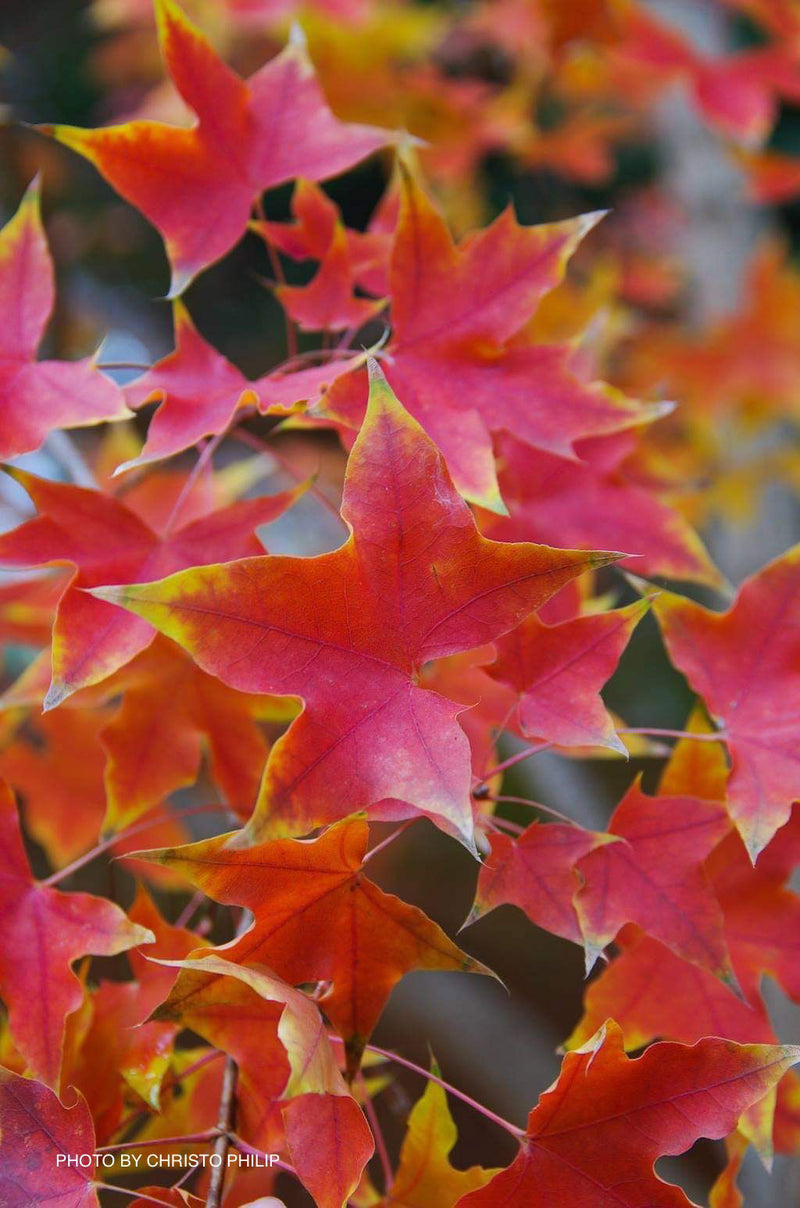 - Acer truncatum 'Fire Dragon' Shantung Maple - Mr Maple │ Buy Japanese Maple Trees