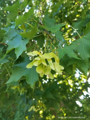 - Acer truncatum 'Fire Dragon' Shantung Maple - Mr Maple │ Buy Japanese Maple Trees