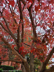 - Acer truncatum 'Fire Dragon' Shantung Maple - Mr Maple │ Buy Japanese Maple Trees