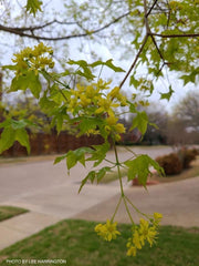 - Acer truncatum 'Fire Dragon' Shantung Maple - Mr Maple │ Buy Japanese Maple Trees