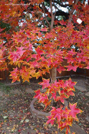 - Acer truncatum 'Fire Dragon' Shantung Maple - Mr Maple │ Buy Japanese Maple Trees