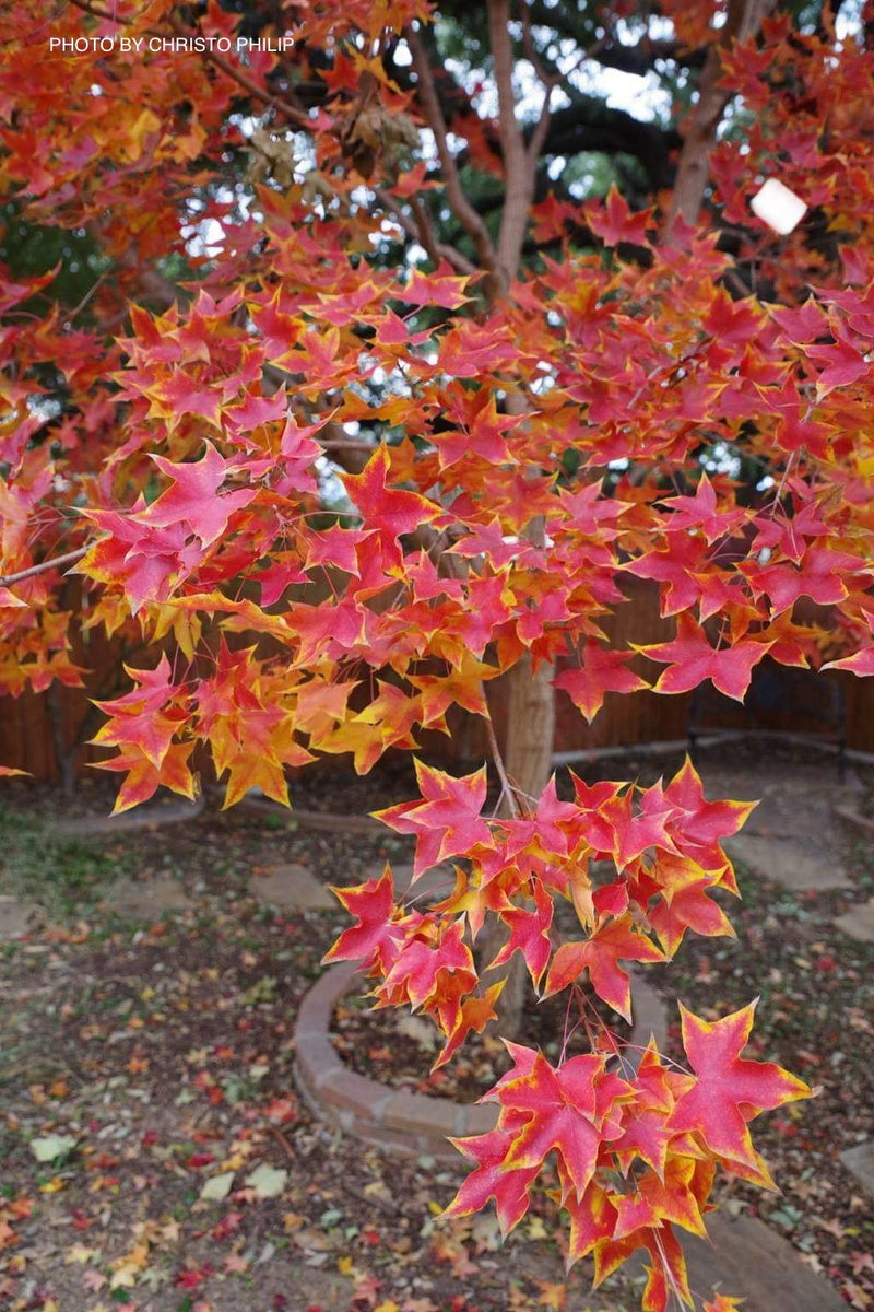- Acer truncatum 'Fire Dragon' Shantung Maple - Mr Maple │ Buy Japanese Maple Trees