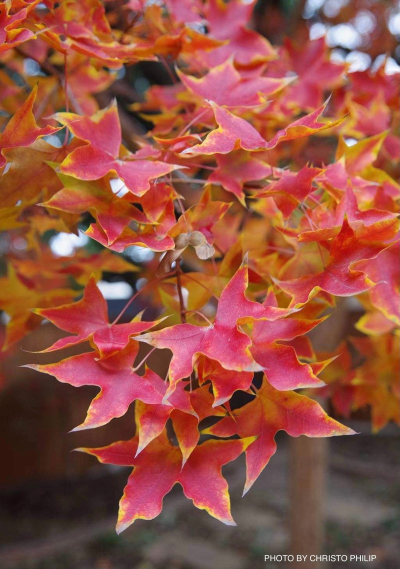 - Acer truncatum 'Fire Dragon' Shantung Maple - Mr Maple │ Buy Japanese Maple Trees