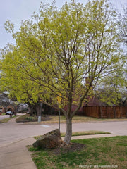 - Acer truncatum 'Fire Dragon' Shantung Maple - Mr Maple │ Buy Japanese Maple Trees