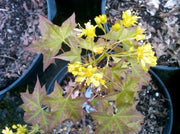 - Acer truncatum 'Fire Dragon' Shantung Maple - Mr Maple │ Buy Japanese Maple Trees