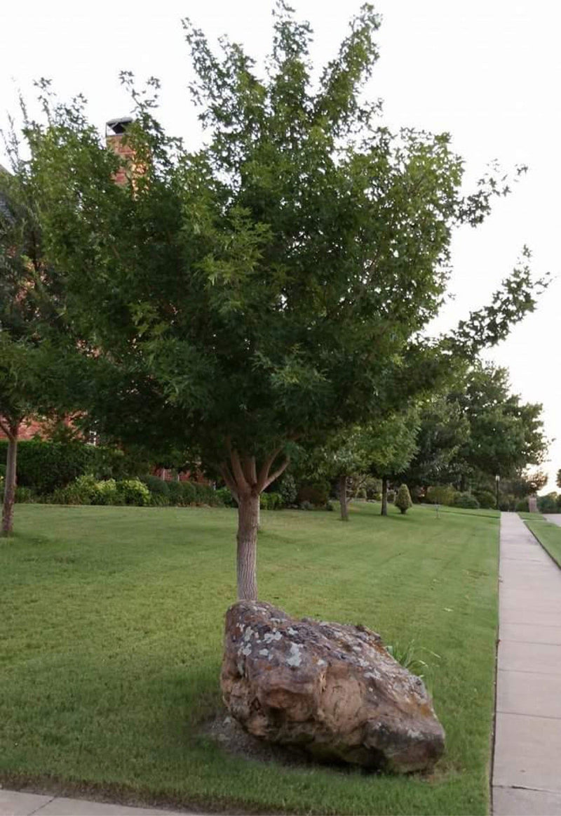 - Acer truncatum 'Fire Dragon' Shantung Maple - Mr Maple │ Buy Japanese Maple Trees