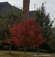 - Acer truncatum 'Fire Dragon' Shantung Maple - Mr Maple │ Buy Japanese Maple Trees