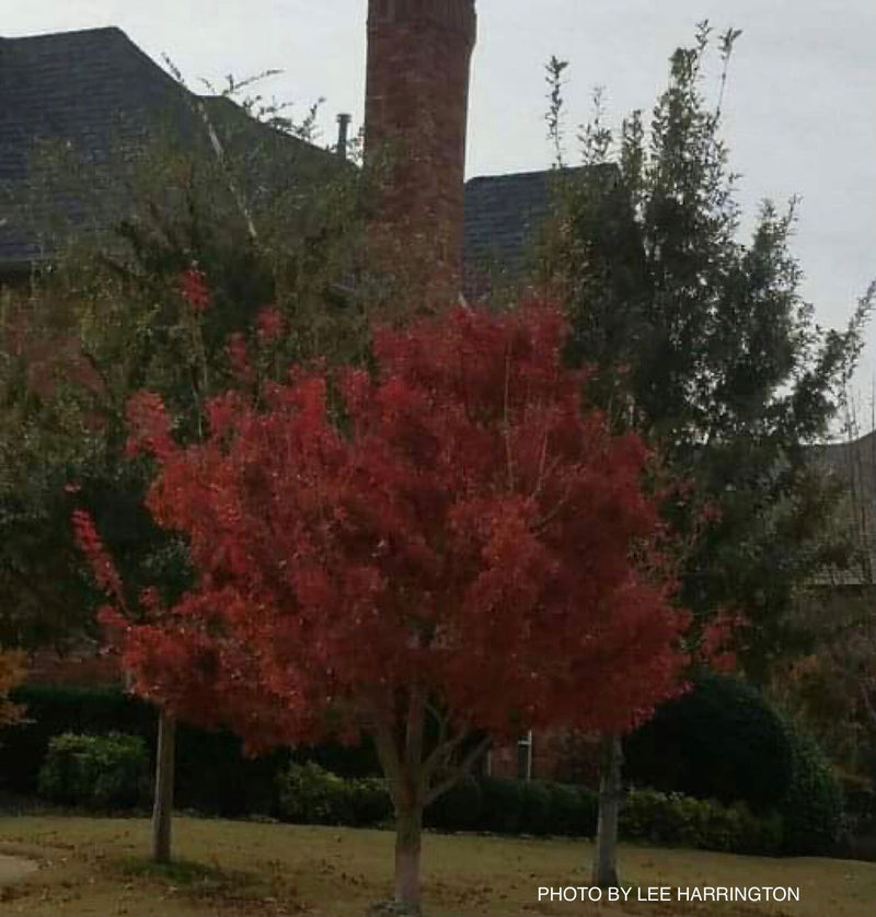 - Acer truncatum 'Fire Dragon' Shantung Maple - Mr Maple │ Buy Japanese Maple Trees