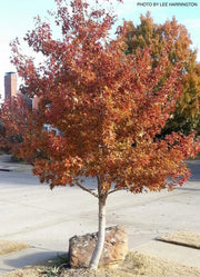 - Acer truncatum 'Fire Dragon' Shantung Maple - Mr Maple │ Buy Japanese Maple Trees