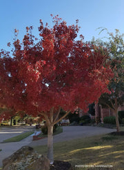 - Acer truncatum 'Fire Dragon' Shantung Maple - Mr Maple │ Buy Japanese Maple Trees