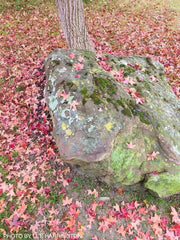 - Acer truncatum 'Fire Dragon' Shantung Maple - Mr Maple │ Buy Japanese Maple Trees