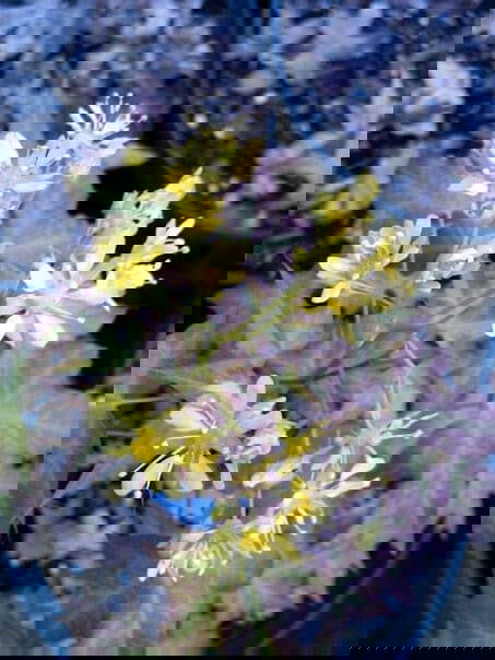 - Acer truncatum 'Fire Dragon' Shantung Maple - Mr Maple │ Buy Japanese Maple Trees