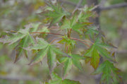 - Acer truncatum 'Fire Dragon' Shantung Maple - Mr Maple │ Buy Japanese Maple Trees