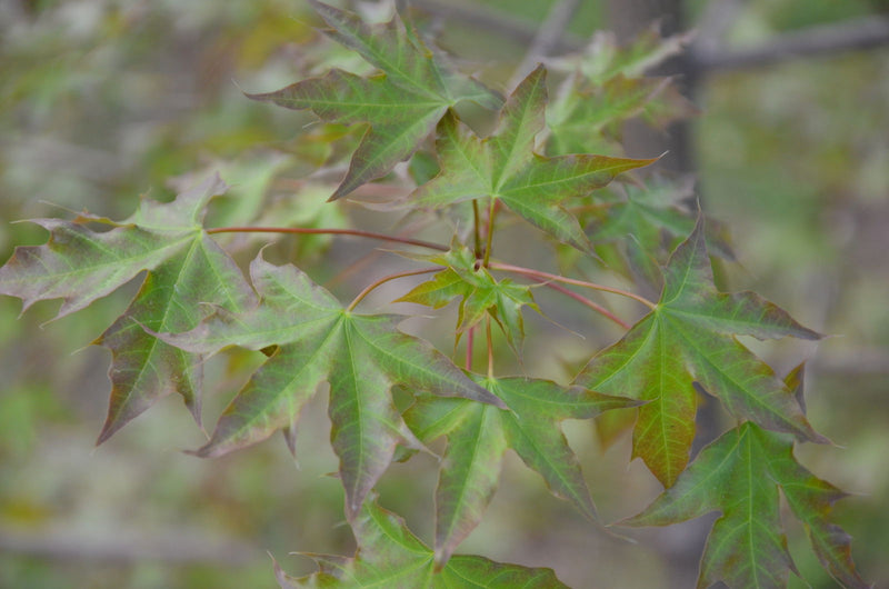 - Acer truncatum 'Fire Dragon' Shantung Maple - Mr Maple │ Buy Japanese Maple Trees