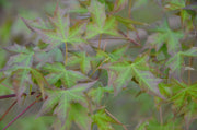 - Acer truncatum 'Fire Dragon' Shantung Maple - Mr Maple │ Buy Japanese Maple Trees