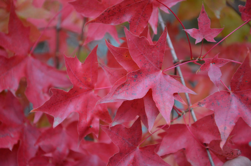 - Acer truncatum 'Fire Dragon' Shantung Maple - Mr Maple │ Buy Japanese Maple Trees
