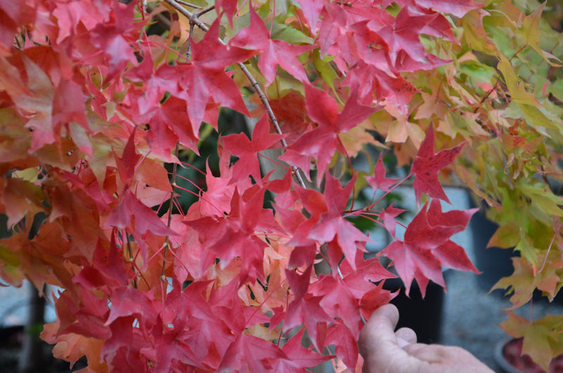 - Acer truncatum 'Fire Dragon' Shantung Maple - Mr Maple │ Buy Japanese Maple Trees