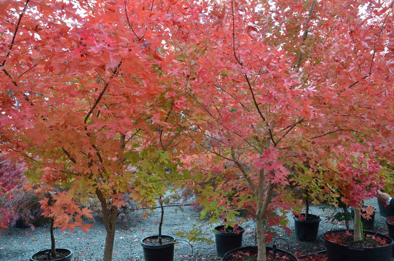 - Acer truncatum 'Fire Dragon' Shantung Maple - Mr Maple │ Buy Japanese Maple Trees