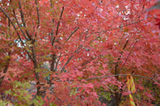 - Acer truncatum 'Fire Dragon' Shantung Maple - Mr Maple │ Buy Japanese Maple Trees