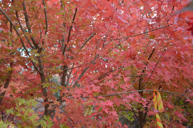 - Acer truncatum 'Fire Dragon' Shantung Maple - Mr Maple │ Buy Japanese Maple Trees