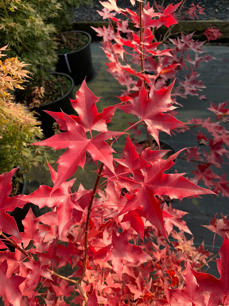 - Acer truncatum 'Fire Dragon' Shantung Maple - Mr Maple │ Buy Japanese Maple Trees