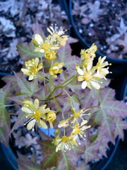 - Acer truncatum 'Fire Dragon' Shantung Maple - Mr Maple │ Buy Japanese Maple Trees