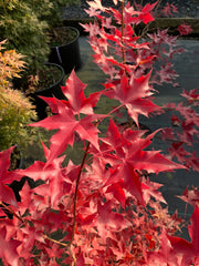 - Acer truncatum 'Fire Dragon' Shantung Maple - Mr Maple │ Buy Japanese Maple Trees