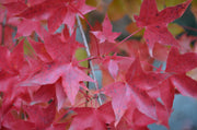 - Acer truncatum 'Fire Dragon' Shantung Maple - Mr Maple │ Buy Japanese Maple Trees