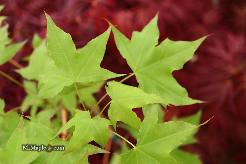 - Acer truncatum 'Fire Dragon' Shantung Maple - Mr Maple │ Buy Japanese Maple Trees