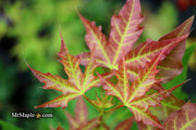- Acer truncatum 'Fire Dragon' Shantung Maple - Mr Maple │ Buy Japanese Maple Trees