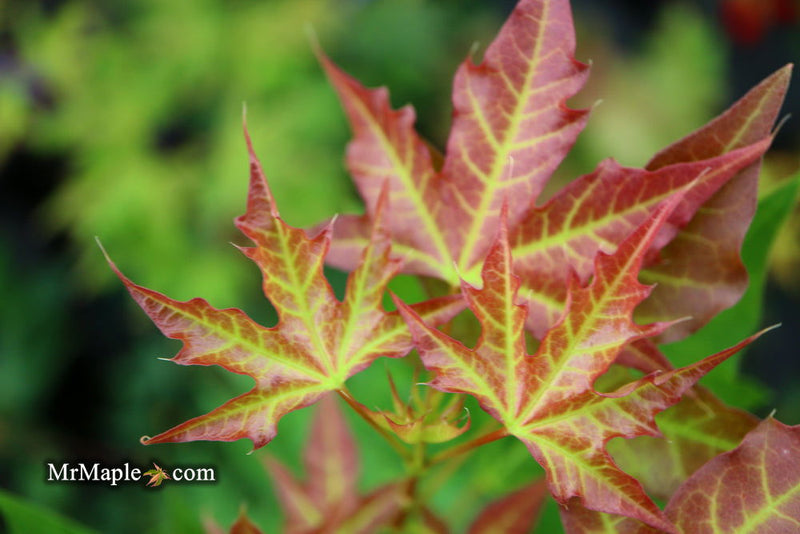 - Acer truncatum 'Fire Dragon' Shantung Maple - Mr Maple │ Buy Japanese Maple Trees