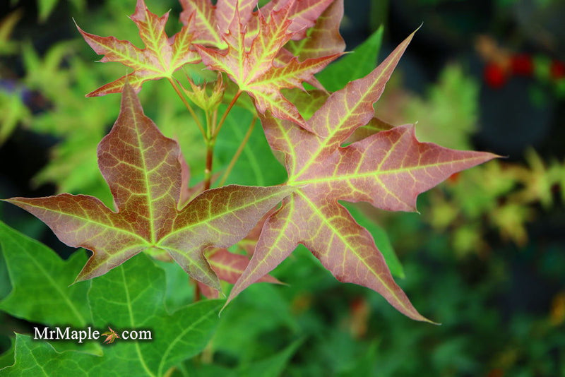 - Acer truncatum 'Fire Dragon' Shantung Maple - Mr Maple │ Buy Japanese Maple Trees