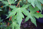 - Acer truncatum 'Fire Dragon' Shantung Maple - Mr Maple │ Buy Japanese Maple Trees