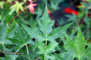 - Acer truncatum 'Fire Dragon' Shantung Maple - Mr Maple │ Buy Japanese Maple Trees