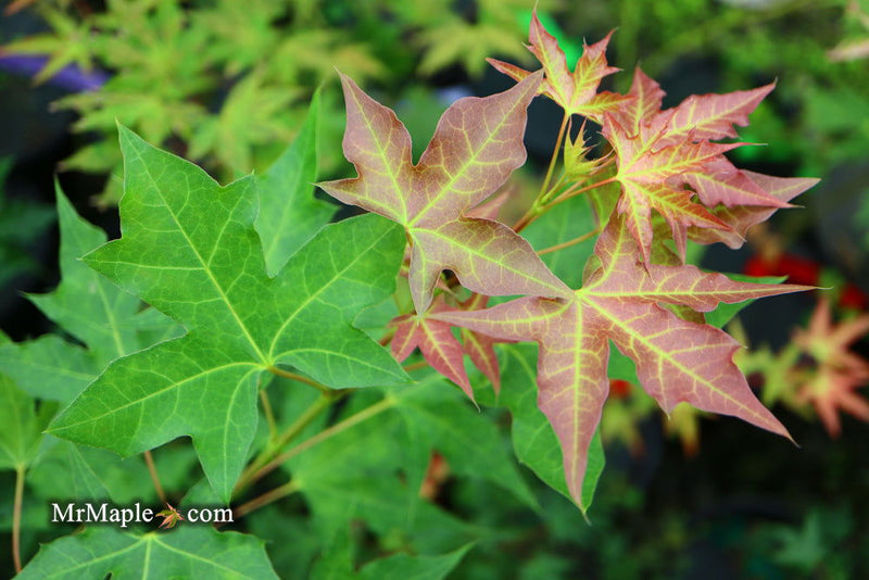 - Acer truncatum 'Fire Dragon' Shantung Maple - Mr Maple │ Buy Japanese Maple Trees