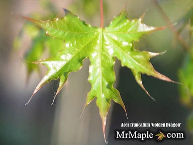 - Acer truncatum 'Golden Dragon' Shantung Maple - Mr Maple │ Buy Japanese Maple Trees