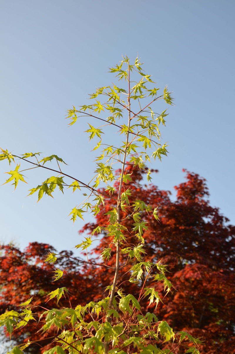 - Acer truncatum 'Golden Dragon' Shantung Maple - Mr Maple │ Buy Japanese Maple Trees