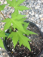 - Acer truncatum 'Golden Dragon' Shantung Maple - Mr Maple │ Buy Japanese Maple Trees