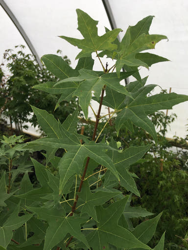 - Acer truncatum Heat Tolerant Shantung Maple - Mr Maple │ Buy Japanese Maple Trees
