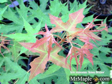- Acer truncatum 'Skinny Dragon' Shantung Maple - Mr Maple │ Buy Japanese Maple Trees