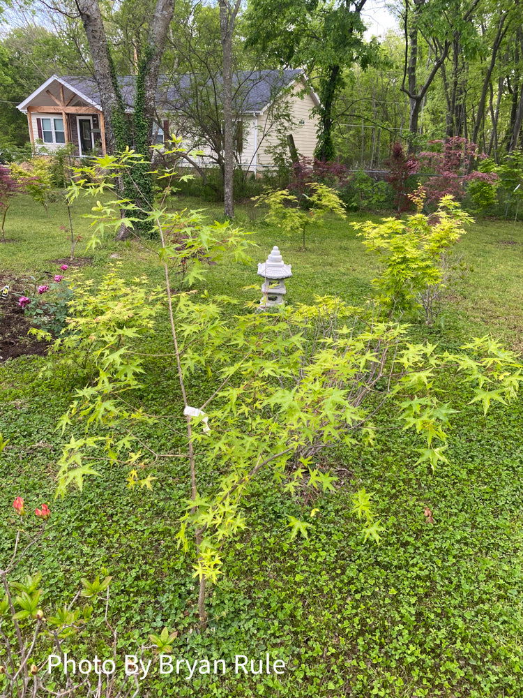 - Acer truncatum 'Skinny Dragon' Shantung Maple - Mr Maple │ Buy Japanese Maple Trees